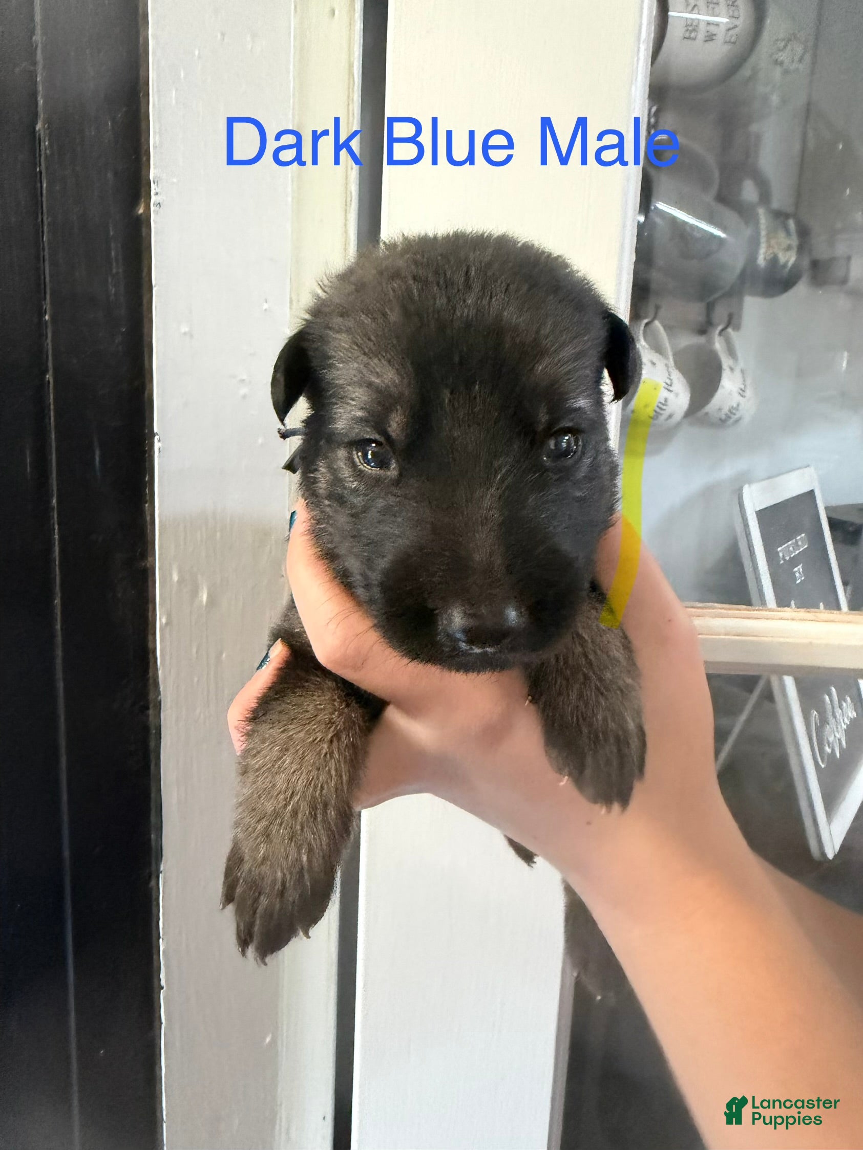 German Shepherd dogs German Shepherd Dark Blue collar  - Ad 2