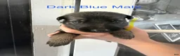 German Shepherd dogs for sale: German Shepherd Dark Blue collar  - Ad 2