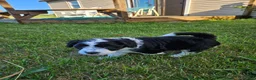 Bordoodle dogs for sale: W.C. - Ad 3