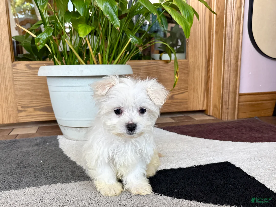 Maltese dogs for sale: Cody - Ad 1