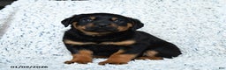 Rottweiler dogs for sale: Rocky - Ad 3