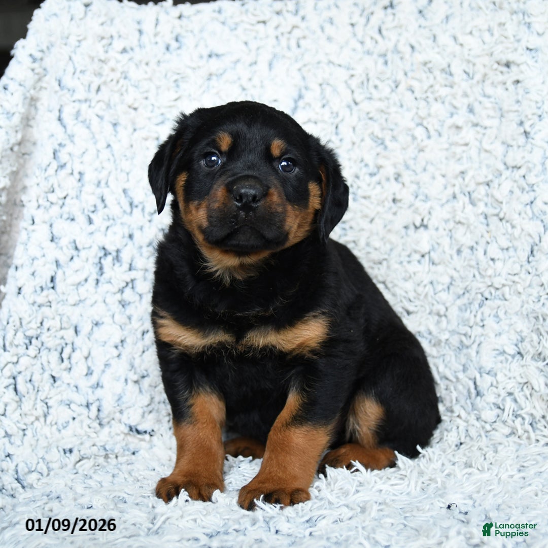 Rottweiler dogs for sale: Rocky - Ad 3