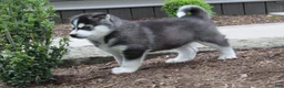 Siberian Husky dogs for sale: Diesel - Ad 3