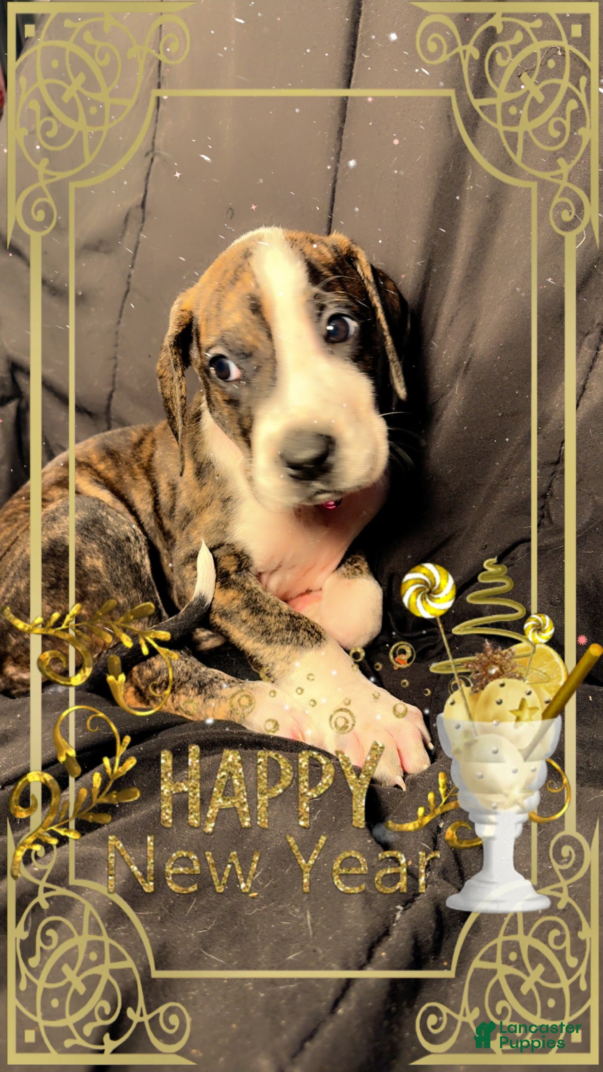 Great Dane dogs Hannah 100$ OFF NEW YEARS DAY SALE ONLY - Ad 42