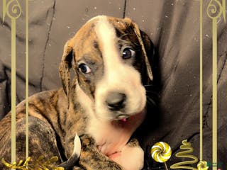 Great Dane dogs Hannah - Ad 41