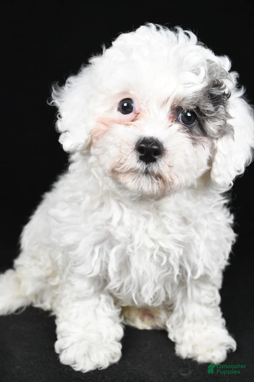 Cavapoo dogs for sale: Tilly - Ad 2