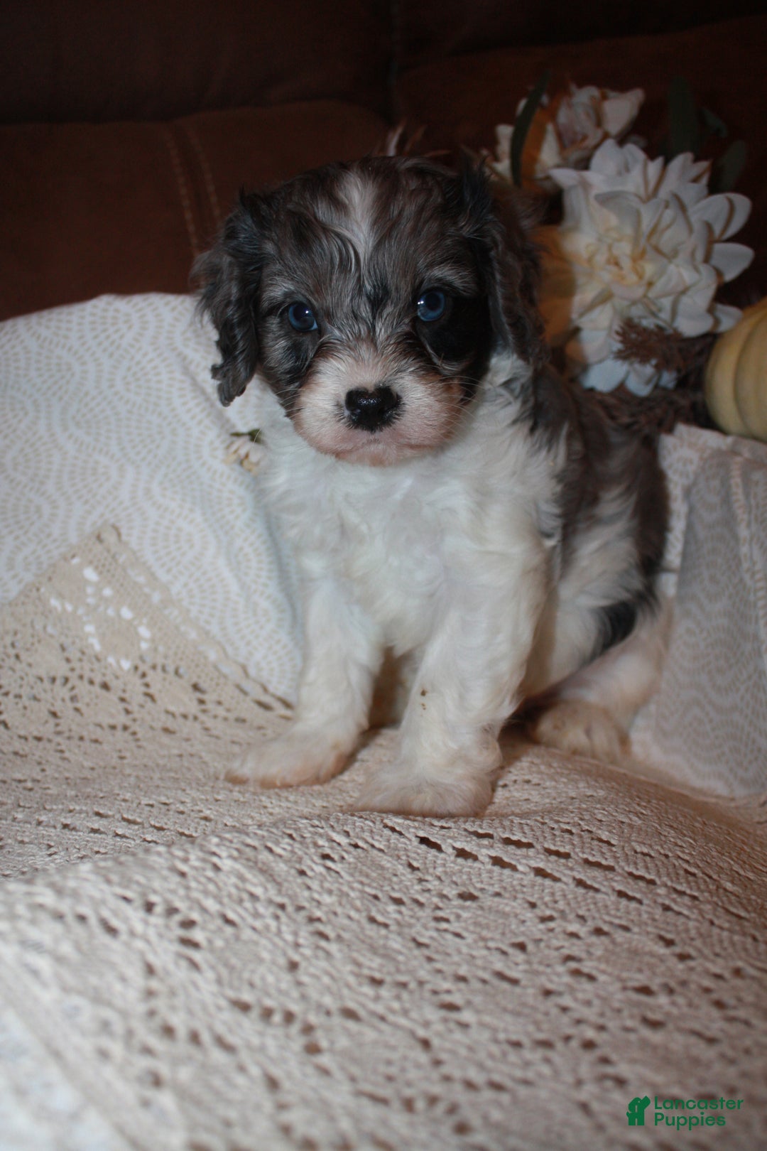 Cavapoo dogs for sale: Luke - Ad 1