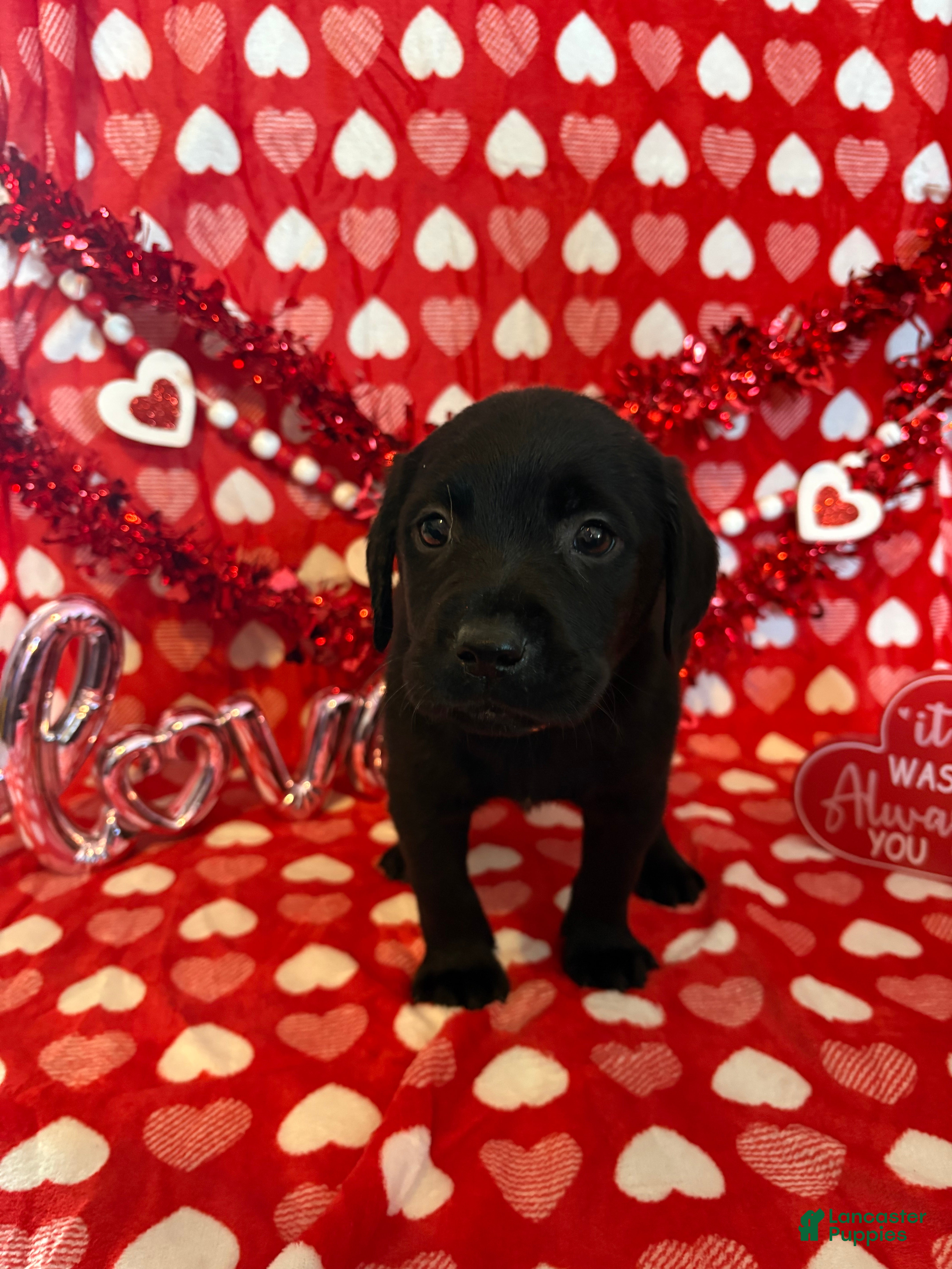 Labrador Retriever dogs Mack - Ad 12