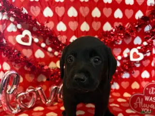 Labrador Retriever dogs Mack - Ad 12