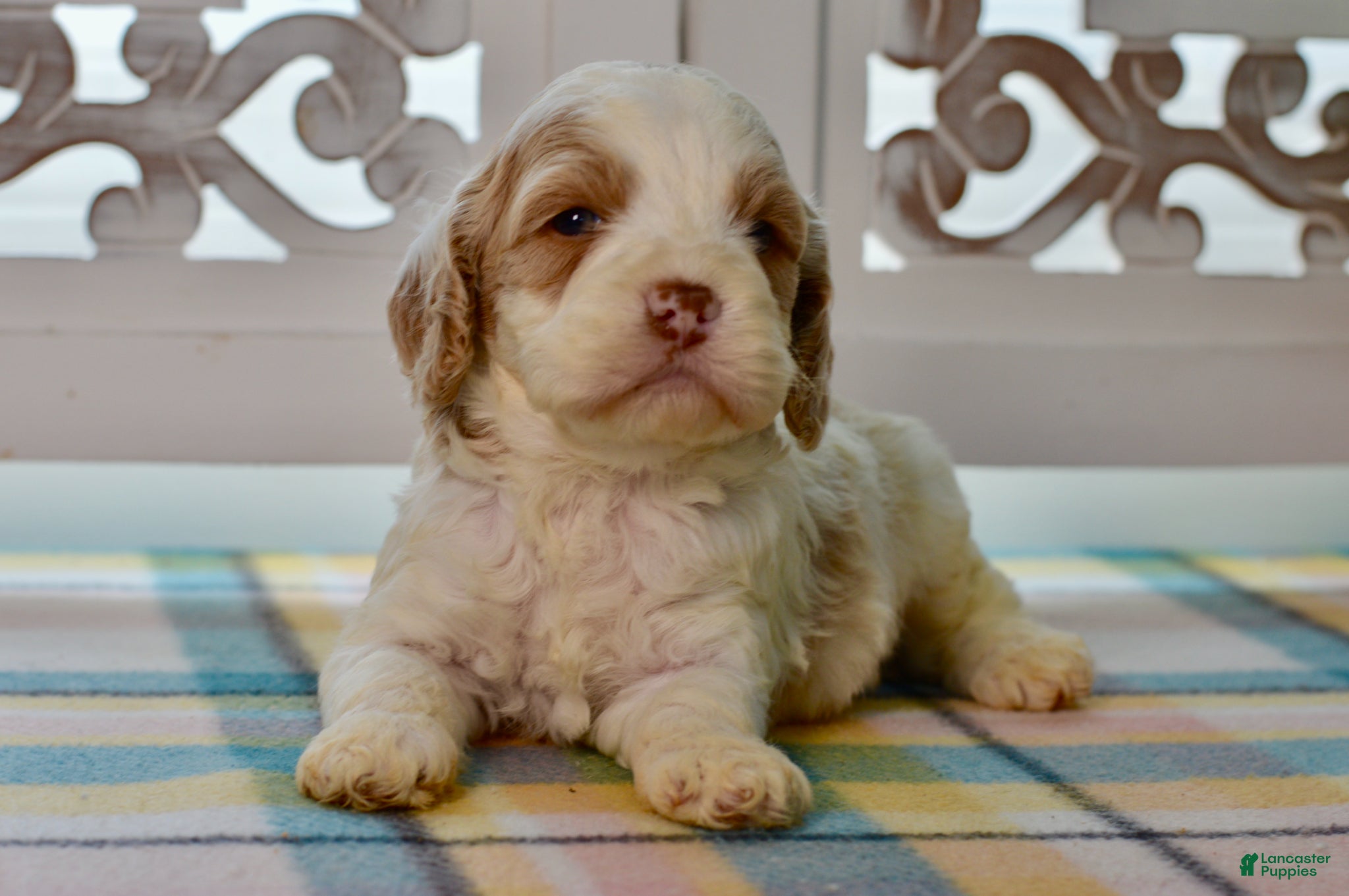 Cockapoo dogs Charles - Ad 1