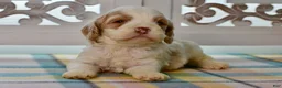Cockapoo dogs for sale: Charles - Ad 1