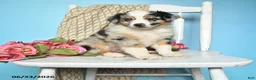 Miniature Australian Shepherd dogs for sale: Peace - Ad 1