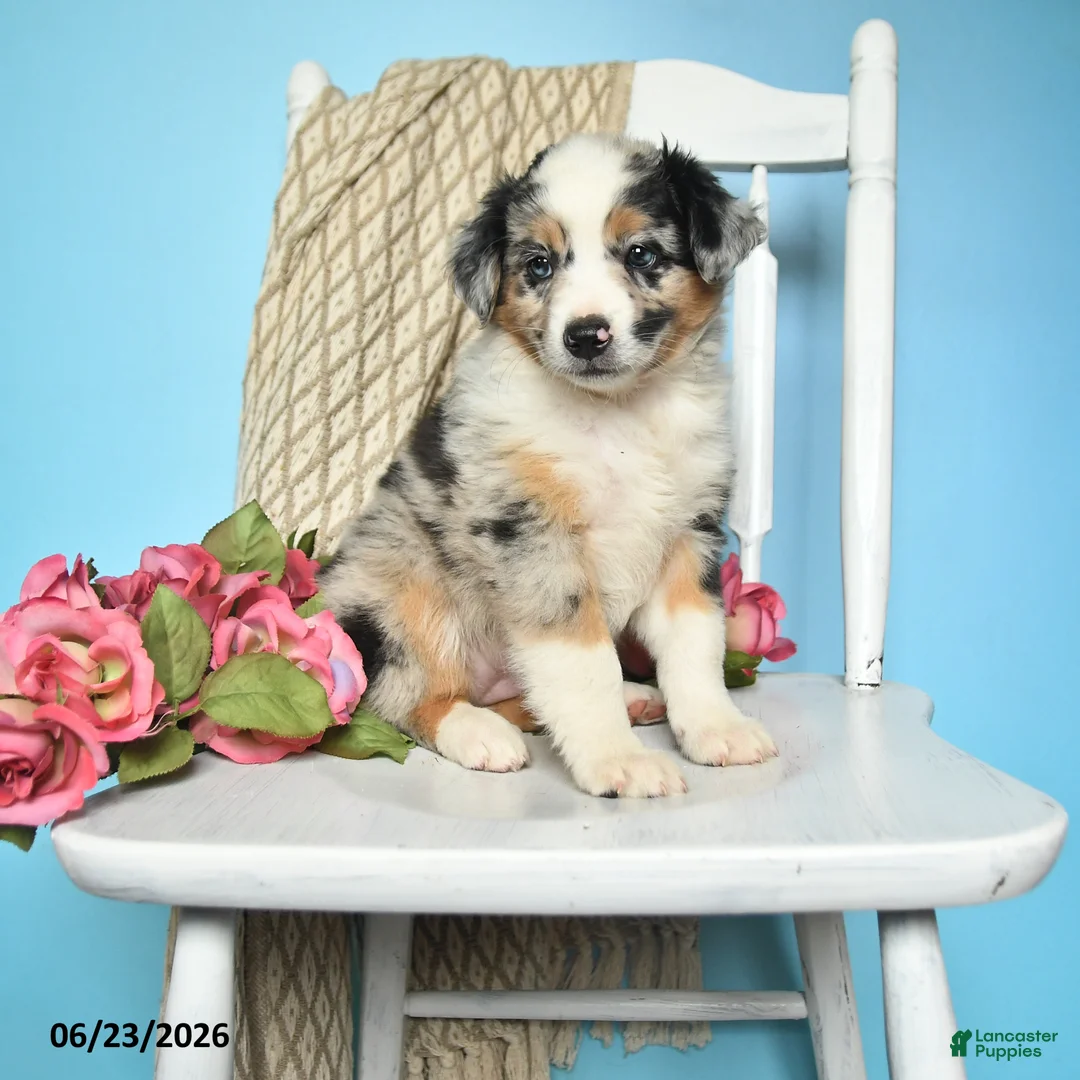 Miniature Australian Shepherd dogs for sale: Peace - Ad 1