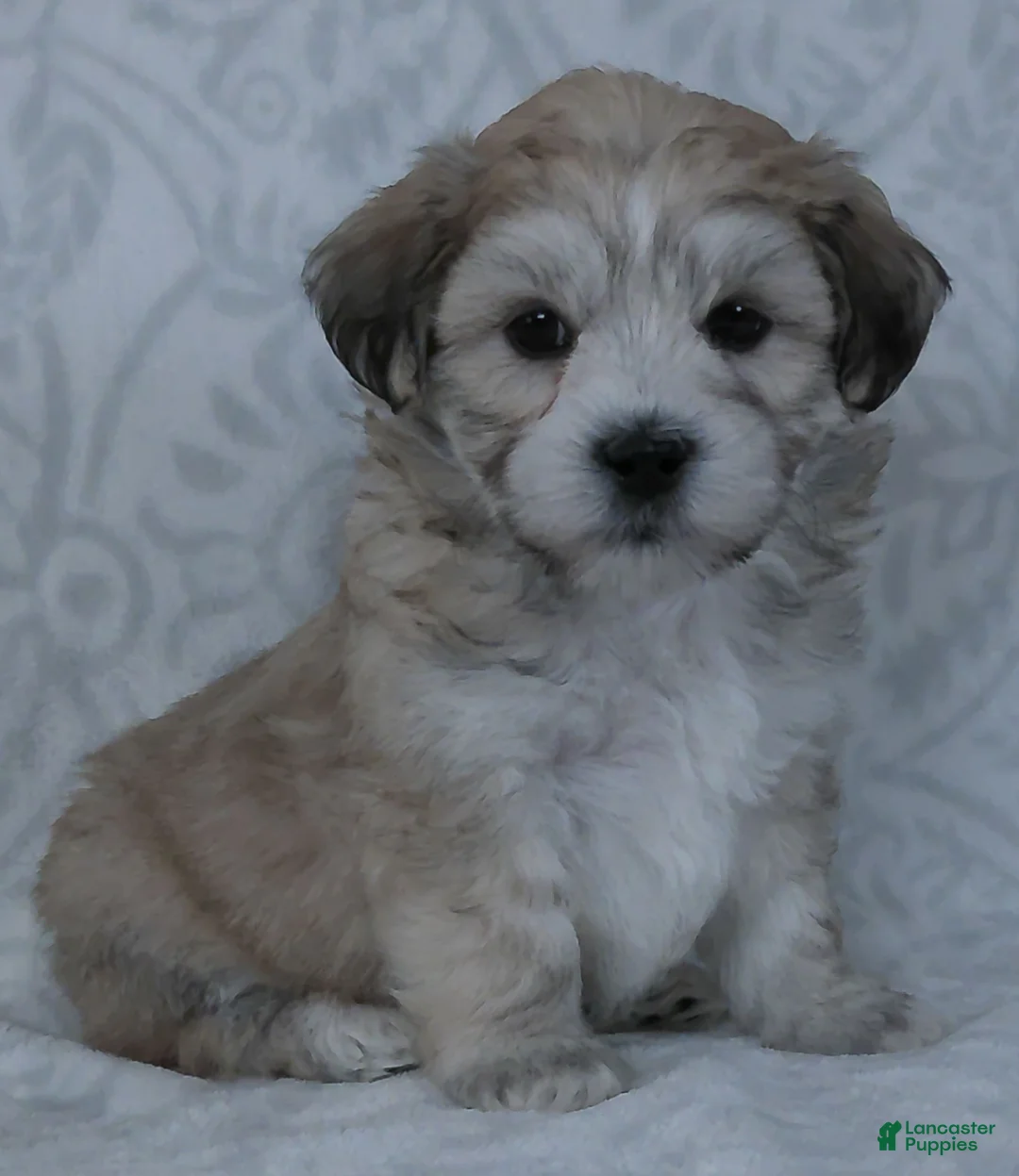 Teddy Bear dogs for sale: Bruno - Ad 5