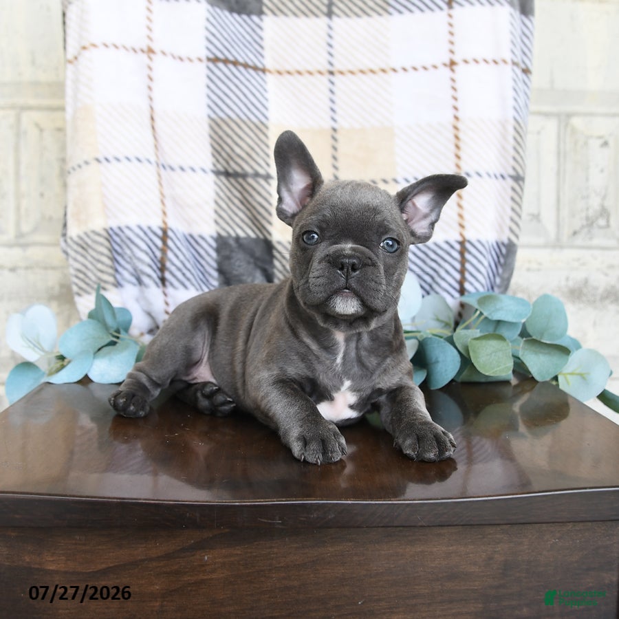 Frenchton dogs Joey - Ad 1