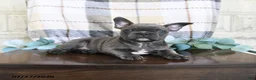 Frenchton dogs for sale: Joey - Ad 1