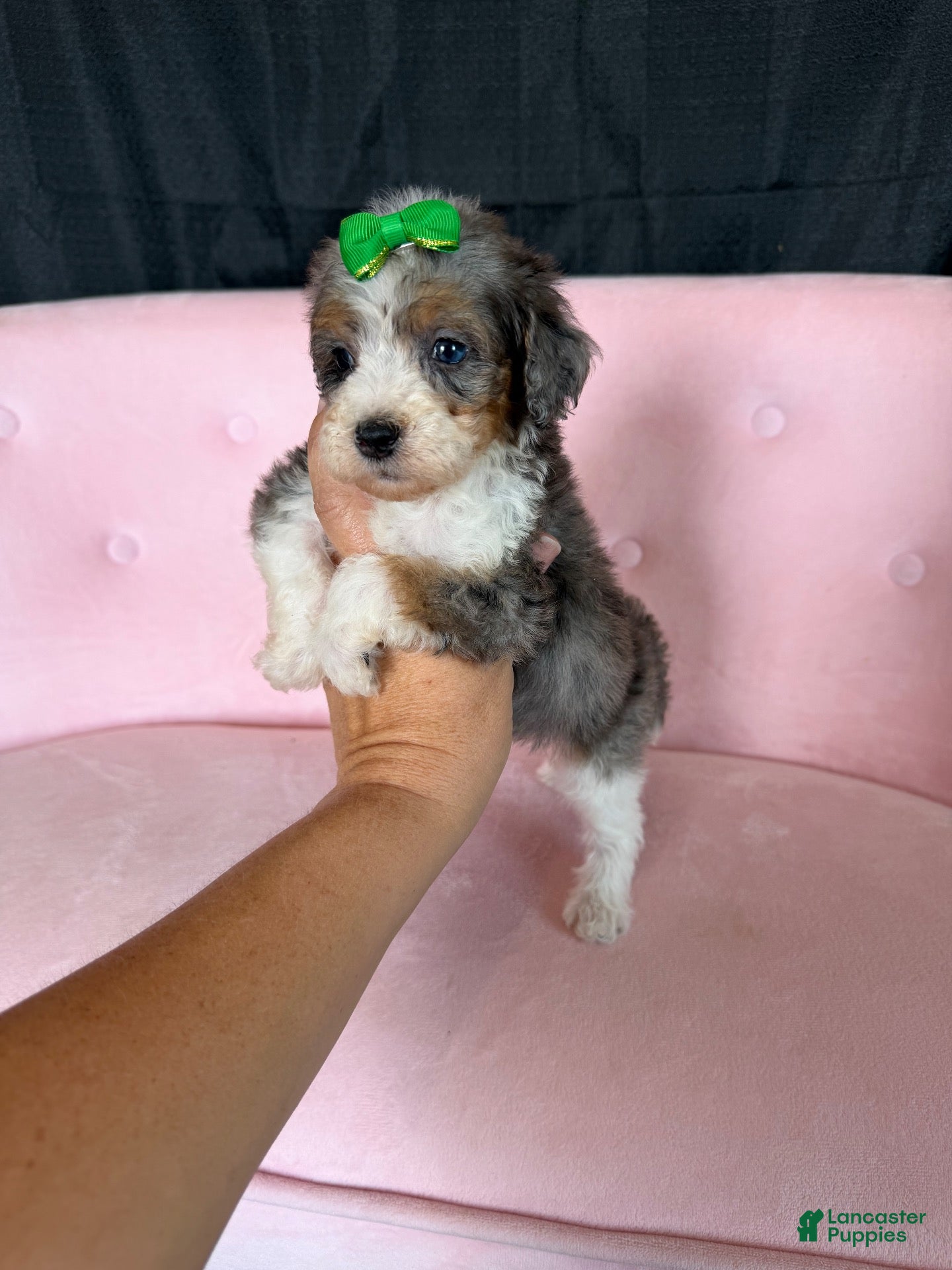 Miniature Poodle dogs Akc Clear 🧬 tested Blue Merle Phantom Parti Girl - Ad 28