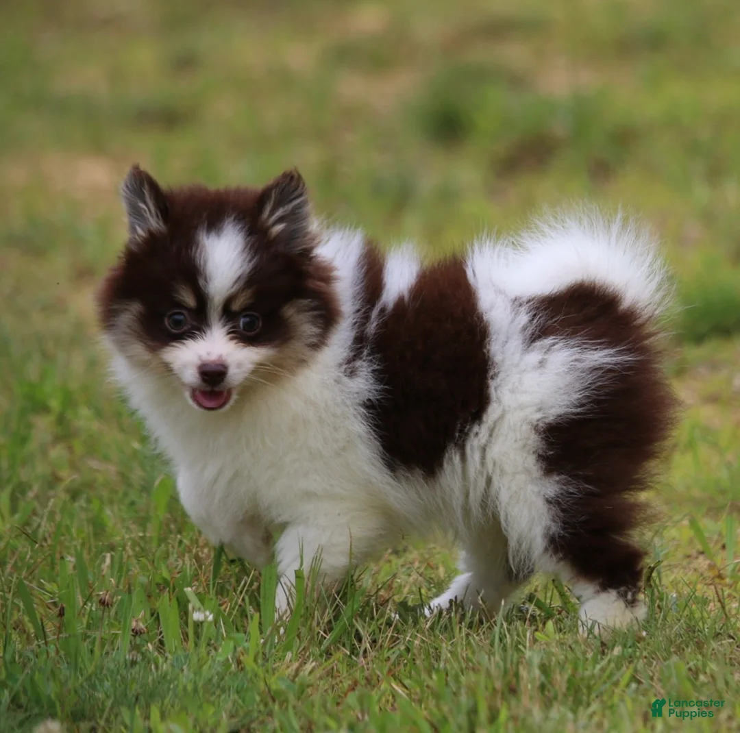 Pomsky dogs for sale: Tessa - Ad 2