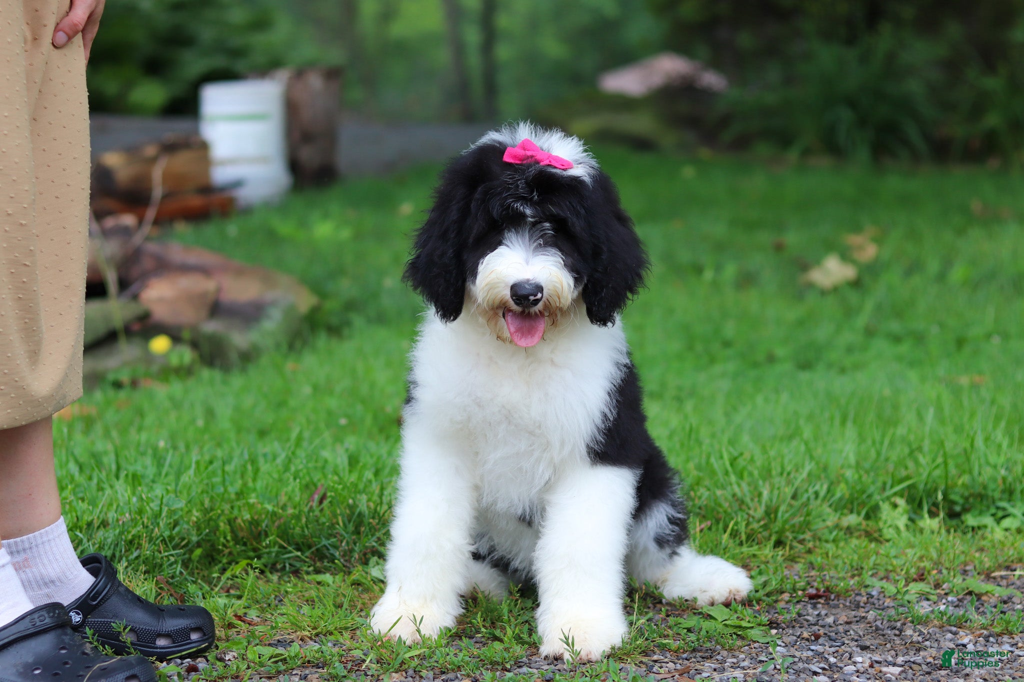 Sheepadoodle dogs Lila - Ad 1