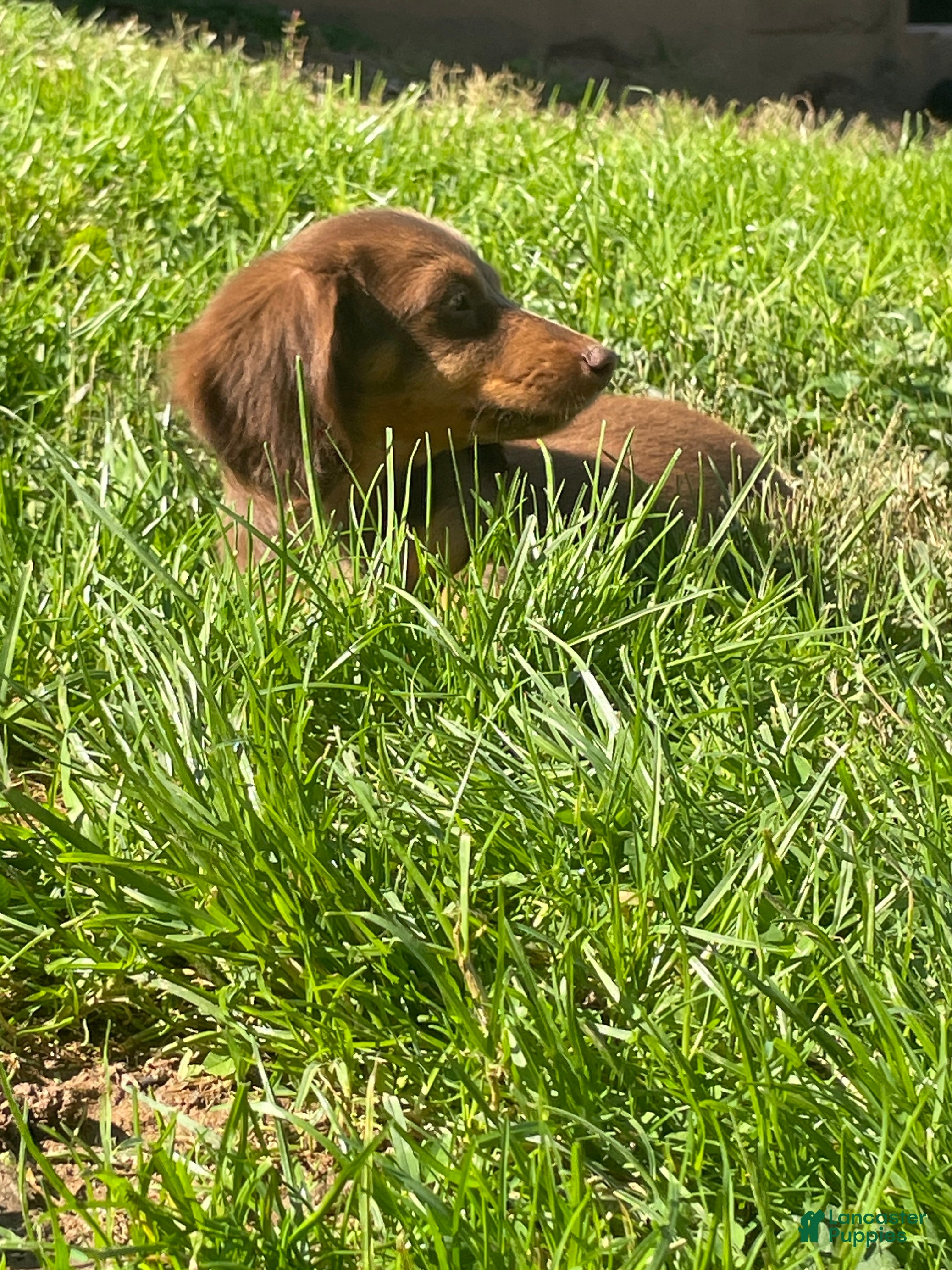 Miniature Dachshund dogs for sale: Scarlet  - Ad 1