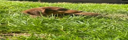 Miniature Dachshund dogs for sale: Scarlet  - Ad 1