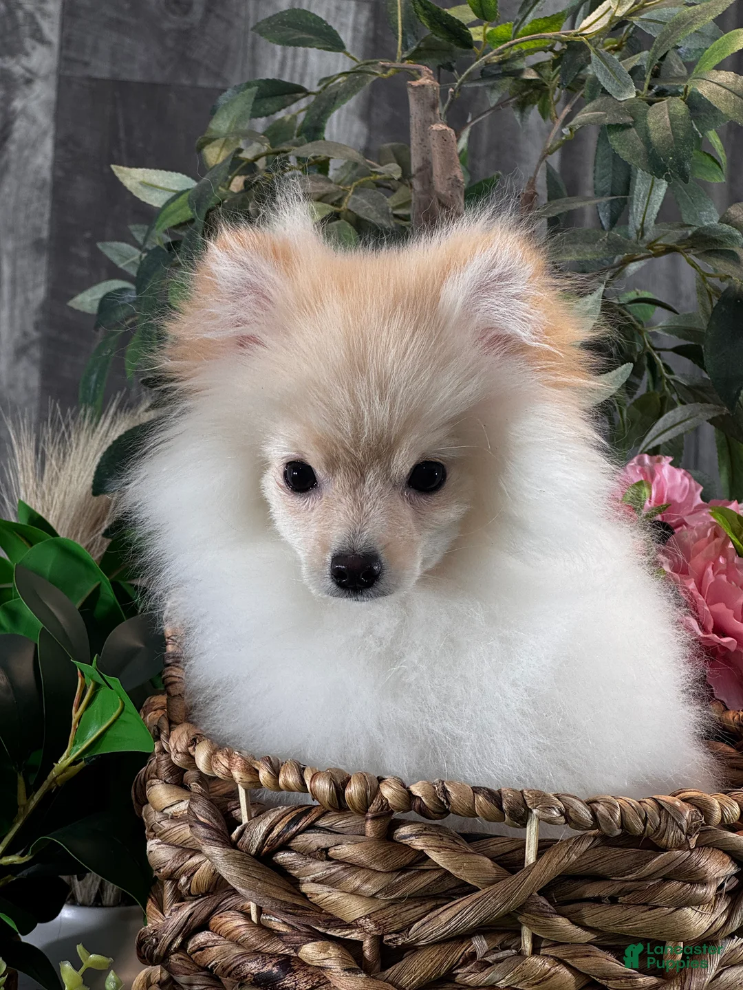 Pomeranian dogs for sale: Pete - Ad 2