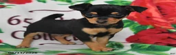 Chihuahua dogs for sale: Jasper - Ad 4