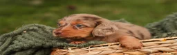 Miniature Dachshund dogs for sale: MacGyver Miniature Dachshund  - Ad 4