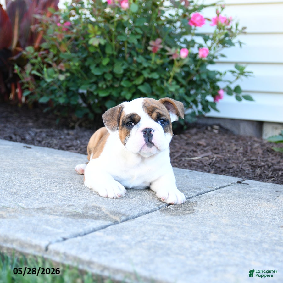 English Bulldog dogs Polly - Ad 2