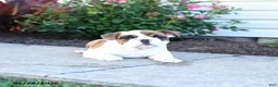 English Bulldog dogs for sale: Polly - Ad 2