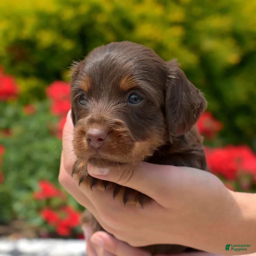Miniature Dachshund dogs for sale: Fiddle  - Ad 1