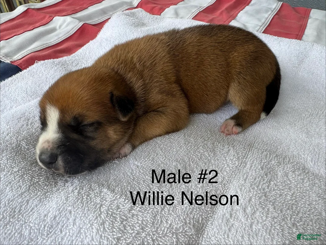 American Bulldog dogs for sale: Willie Nelson/ Male #2 - Ad 2
