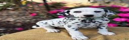 Dalmatian dogs for sale: Monroe - Ad 1