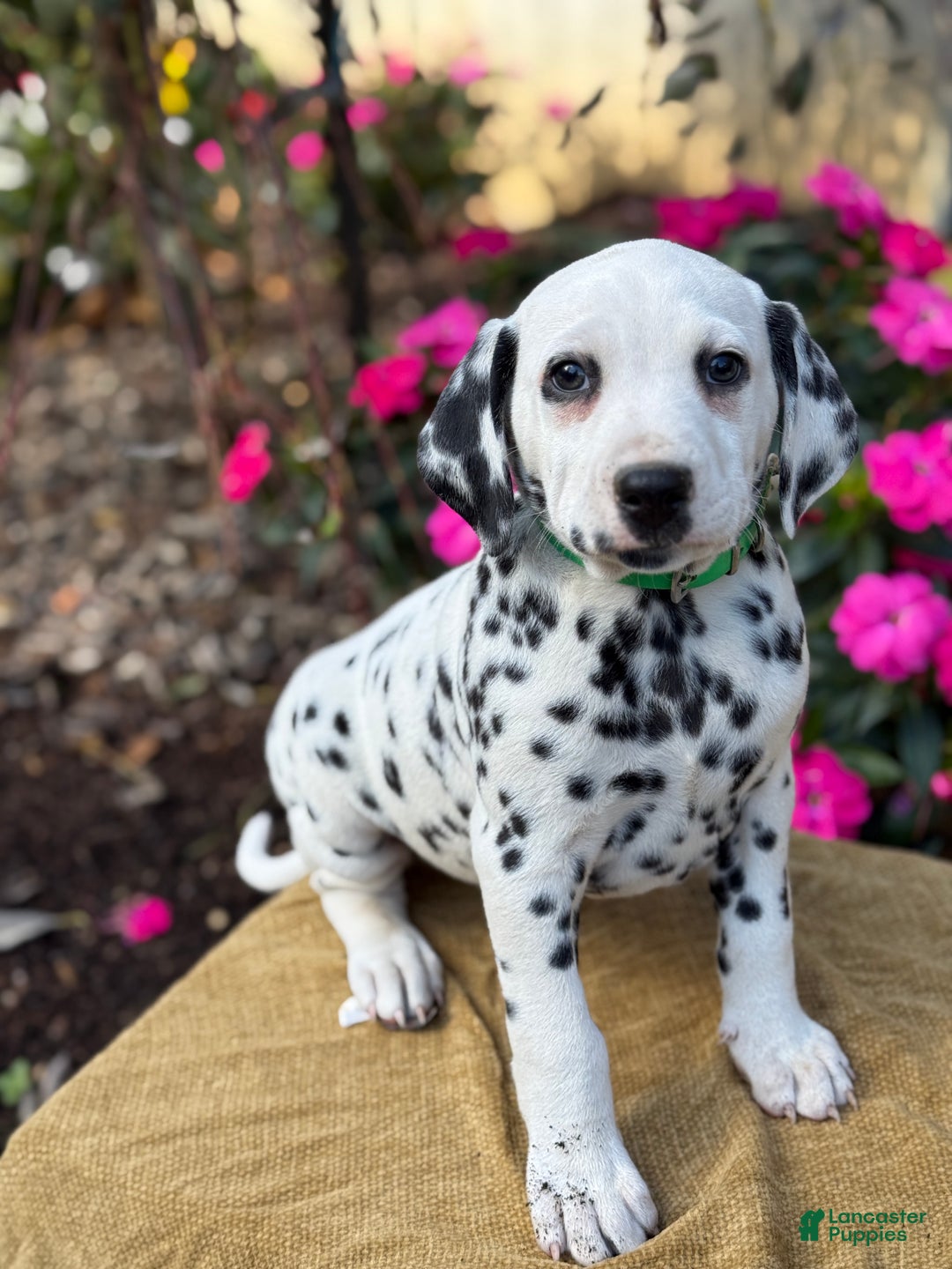Dalmatian dogs for sale: Monroe - Ad 1