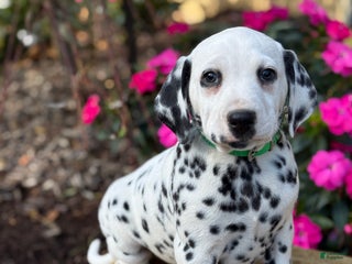 Dalmatian dogs Monroe - Ad 8