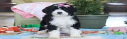 Bernedoodle dogs for sale: Harper - Ad 4