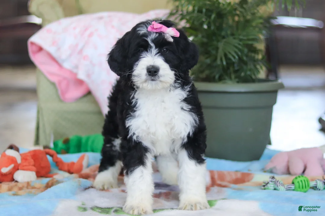 Bernedoodle dogs for sale: Harper - Ad 4