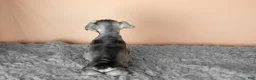 Miniature Schnauzer dogs for sale: Scout  - Ad 6