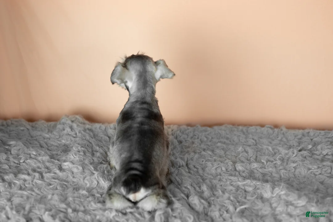 Miniature Schnauzer dogs for sale: Scout  - Ad 6