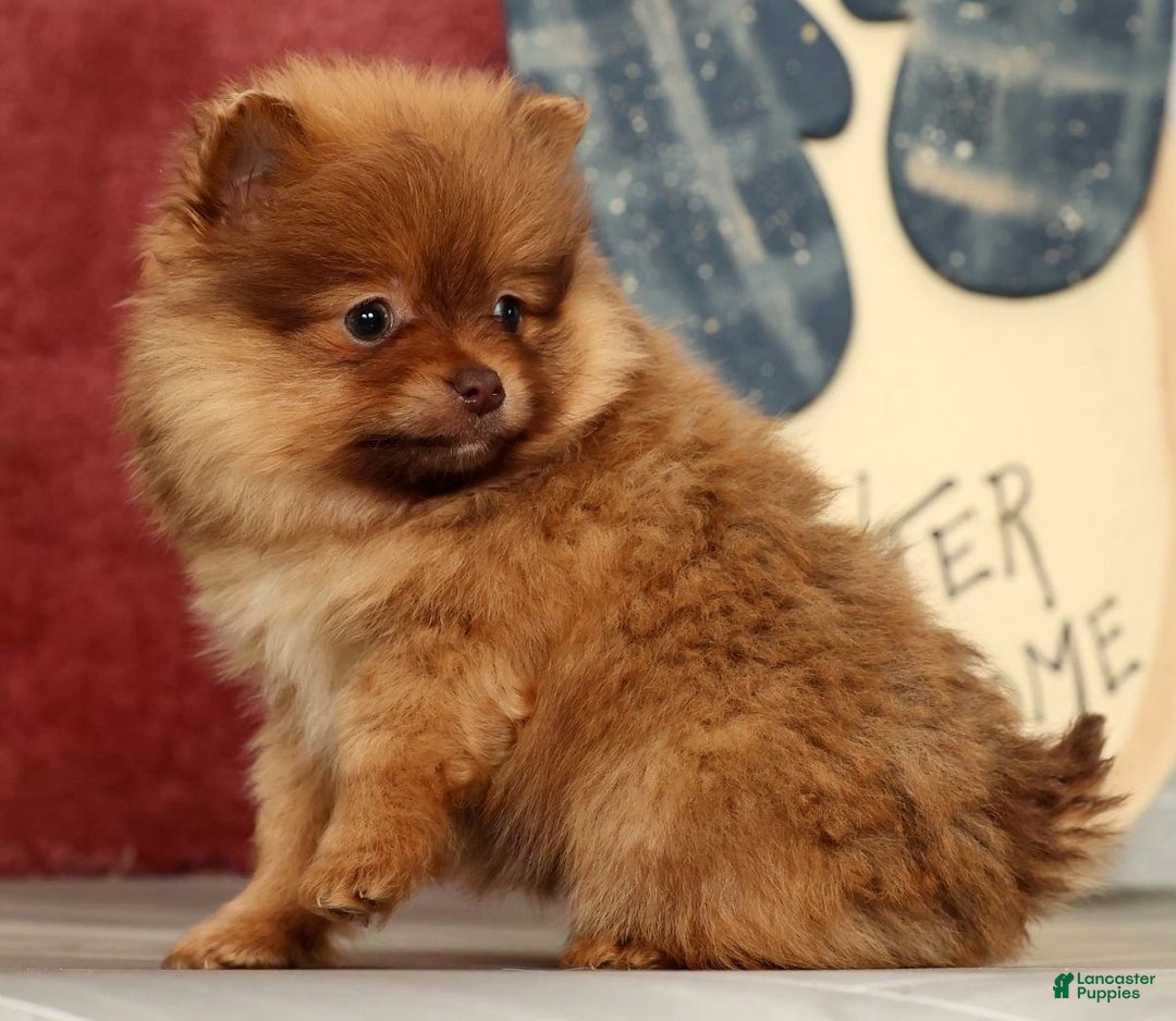 Pomeranian dogs for sale: Ollie - Ad 7