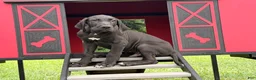 Great Dane dogs for sale: Philip Great Dane  - Ad 5