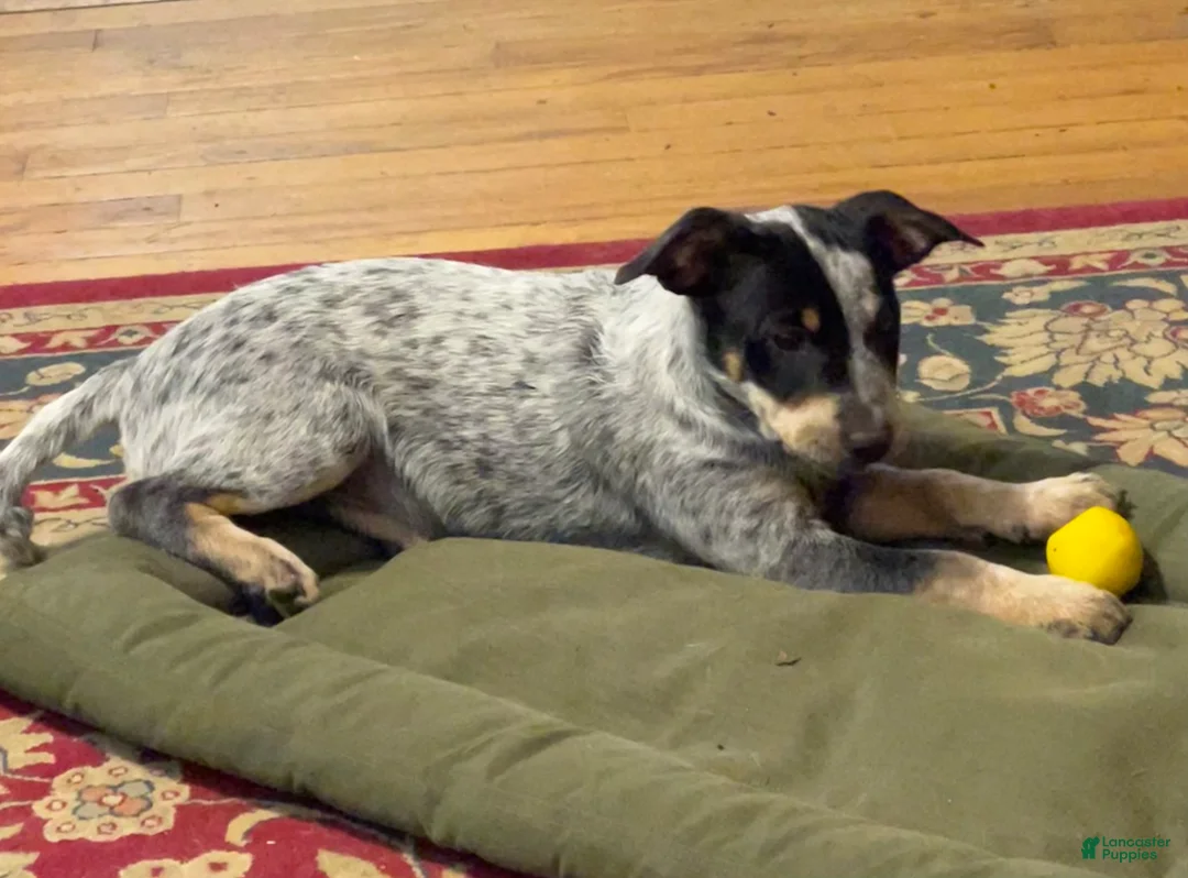 Australian Cattle Dog dogs for sale: Curly - Ad 5