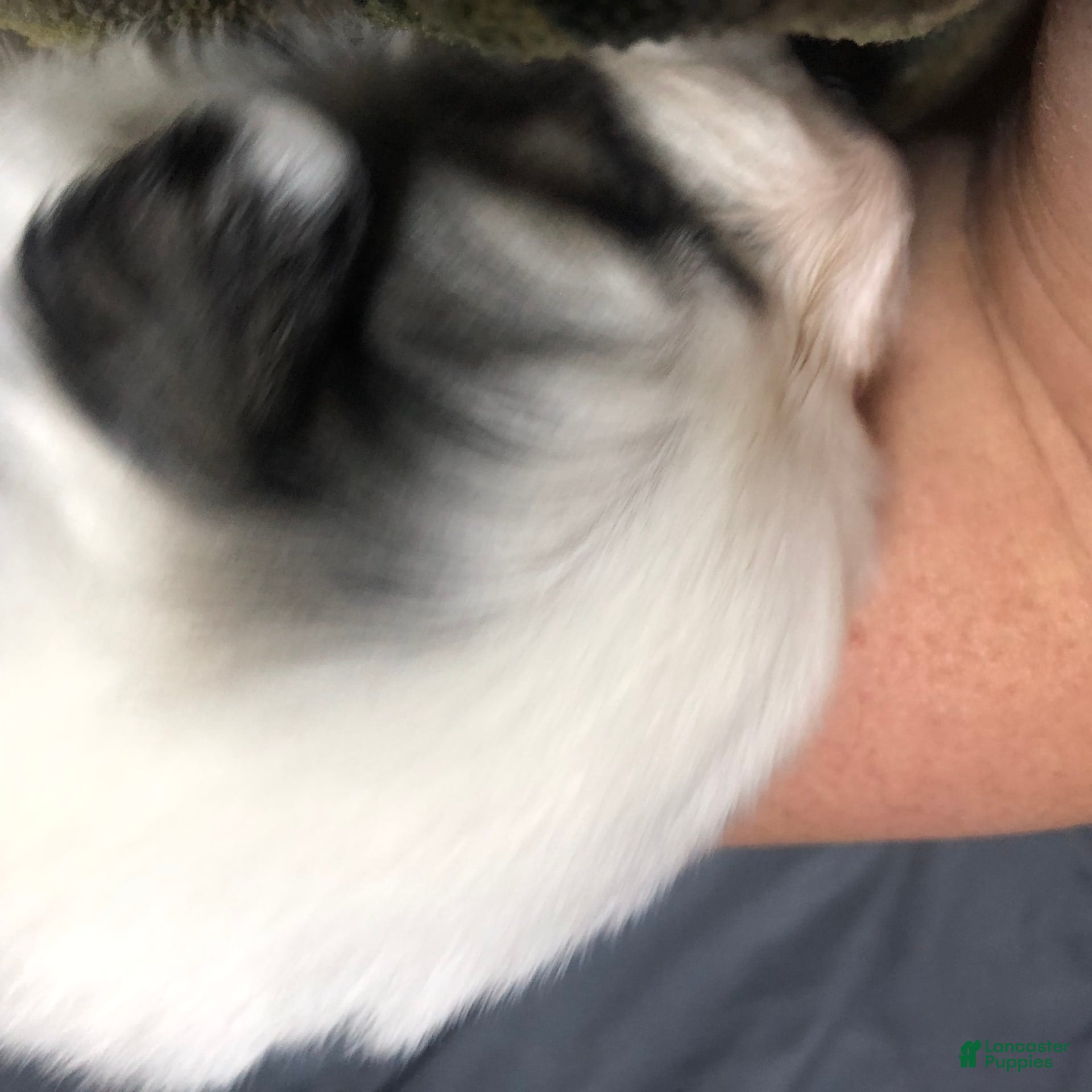 Great Pyrenees dogs Tinker Bell - Ad 39