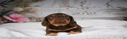 Miniature Dachshund dogs for sale: AKC-Jordan - Ad 8