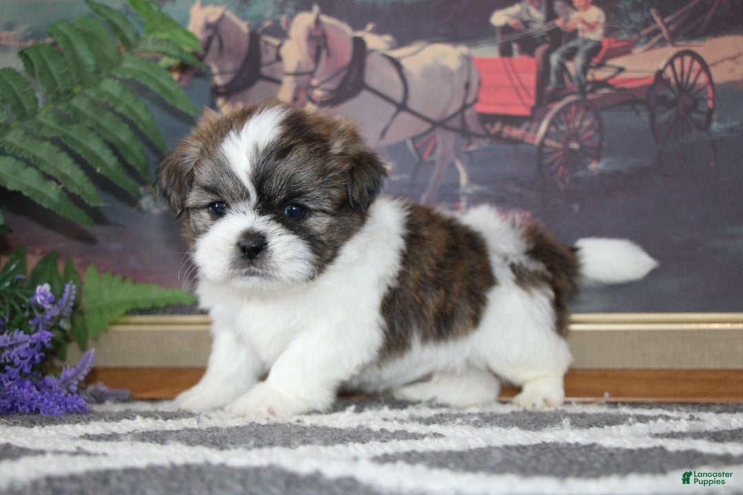 Shih Tzu dogs for sale: Colt - Ad 5