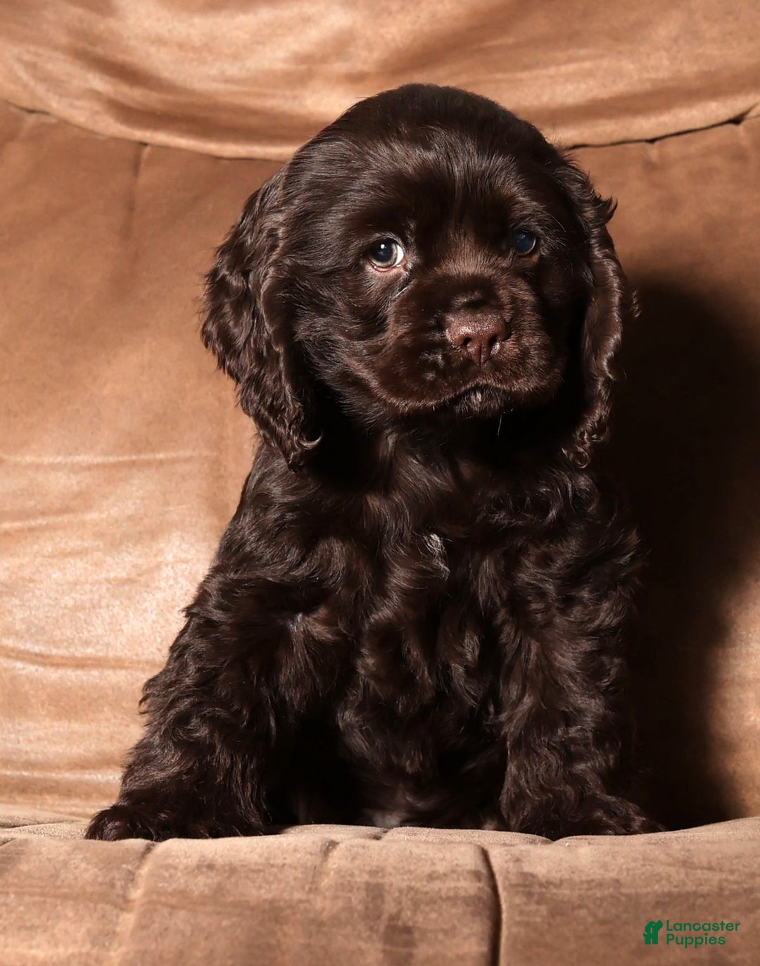 Cocker Spaniel dogs for sale: Dasher - Ad 3