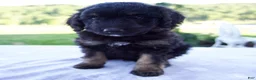 Mini Bernedoodle dogs for sale: Forest - Ad 6
