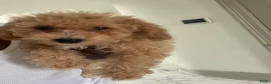 Mixed Breed 1