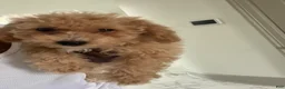 Mixed Breed dogs for sale: Mixed Breed 1 - Ad 1