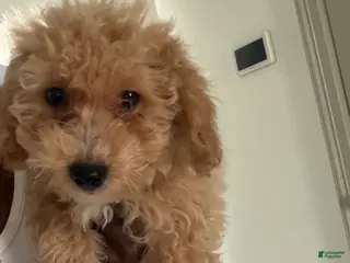 Mixed Breed dogs Mixed Breed 1 - Ad 28